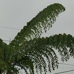 Caryota obtusa Hoja
