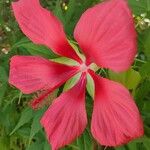 Hibiscus coccineus ফুল