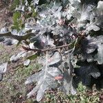 Quercus garryana Hoja