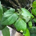 Thunbergia laevis Blad