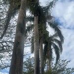 Roystonea regia Casca