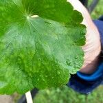 Hydrocotyle ranunculoides Leaf