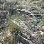 Stipa pennata 花