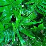 Phymatosorus scolopendria Leaf