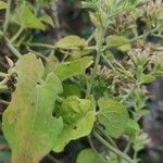 Mikania cordifolia Leaf