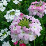 Verbena × hybrida