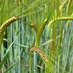 Hordeum vulgare Frukt