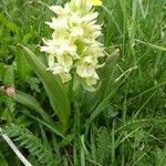 Dactylorhiza sambucina Кора