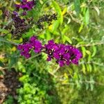 Buddleja japonicaFlor