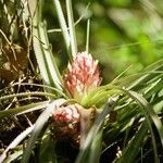 Streptocalyx longifolius Flors
