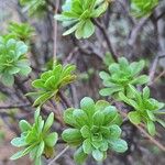 Aeonium spathulatum List