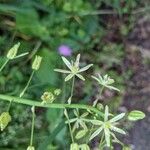 Loncomelos pyrenaicus Flor