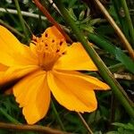 Cosmos sulphureus Blüte