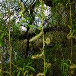 Salix alba Λουλούδι
