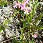 Centaurium erythraea Агульны выгляд