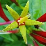 Spigelia marilandica Květ