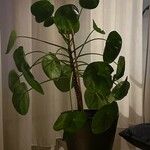 Pilea peperomioides Lehti