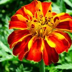 Tagetes erecta Квітка