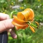 Lilium carniolicum Bloem