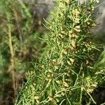 Artemisia campestris Květ