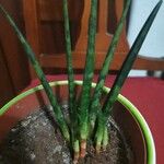 Dracaena stuckyi Yaprak