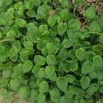 Lactuca macrophylla Feuille