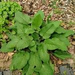 Symphytum orientale Leaf
