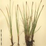 Carex myosuroides 其他