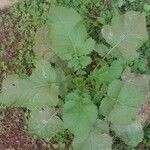 Brassica juncea Habit