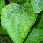 Catalpa bignonioides 叶