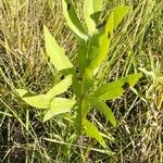 Silphium laciniatum Leaf