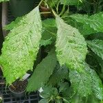 Dorstenia psilurus Leaf