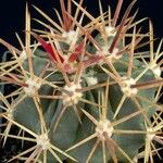 Ferocactus fordii Лист