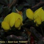 Lotus glaucus 花