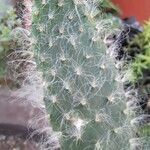 Opuntia orbiculata برگ