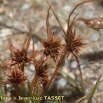 Juncus capitatus Frukt