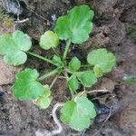 Ranunculus parviflorus Leaf