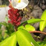 Cheilocostus speciosus Blüte