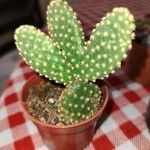 Opuntia aciculata Ліст