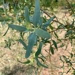 Eucalyptus parvula Hoja