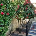 Camellia japonica Συνήθη χαρακτηριστικά