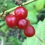 Rubus saxatilis Fruto