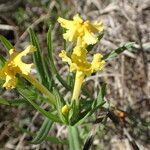 Lithospermum incisum Habitus