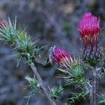 Cirsium arizonicum Flower