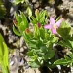 Valerianella echinata