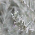 Eremophila nivea Blad