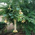 Gmelina philippensis Floare