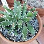 Euphorbia stellata عادت داشتن