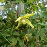 Clematis orientalis Flower