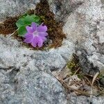 Primula tyrolensis Flower